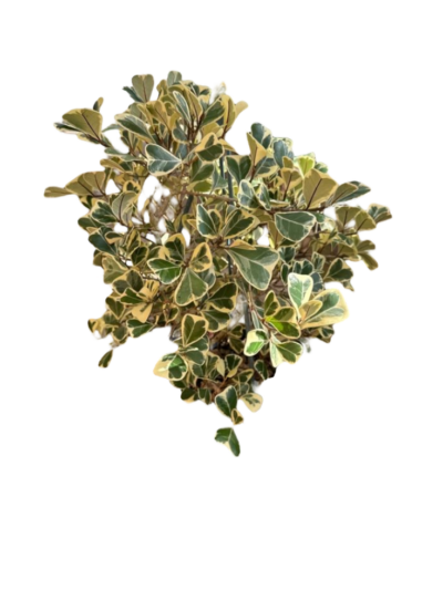 Ficus deltoidea (variegated) - Image 4